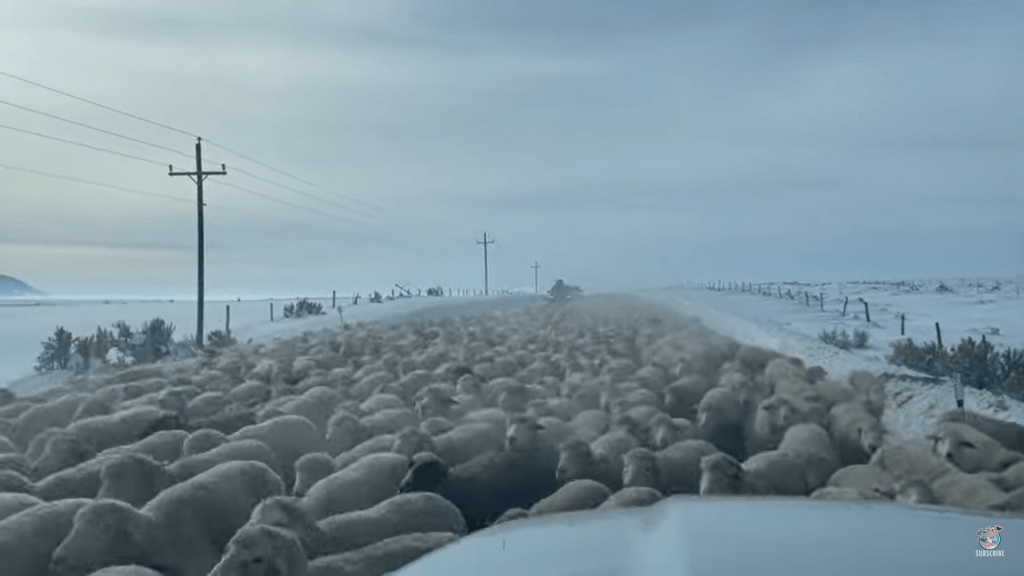 In Wyoming, they have swarms of sheep!&nbsp;[VIDEO]